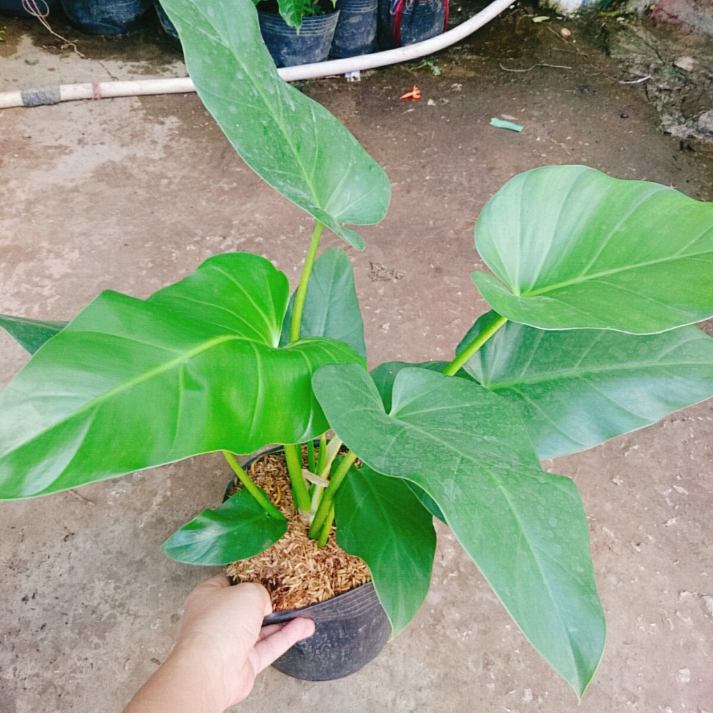 Cây Đại Hoàng Phú - cây cảnh phong thủy trong nhà mang lại may mắn tài lộc