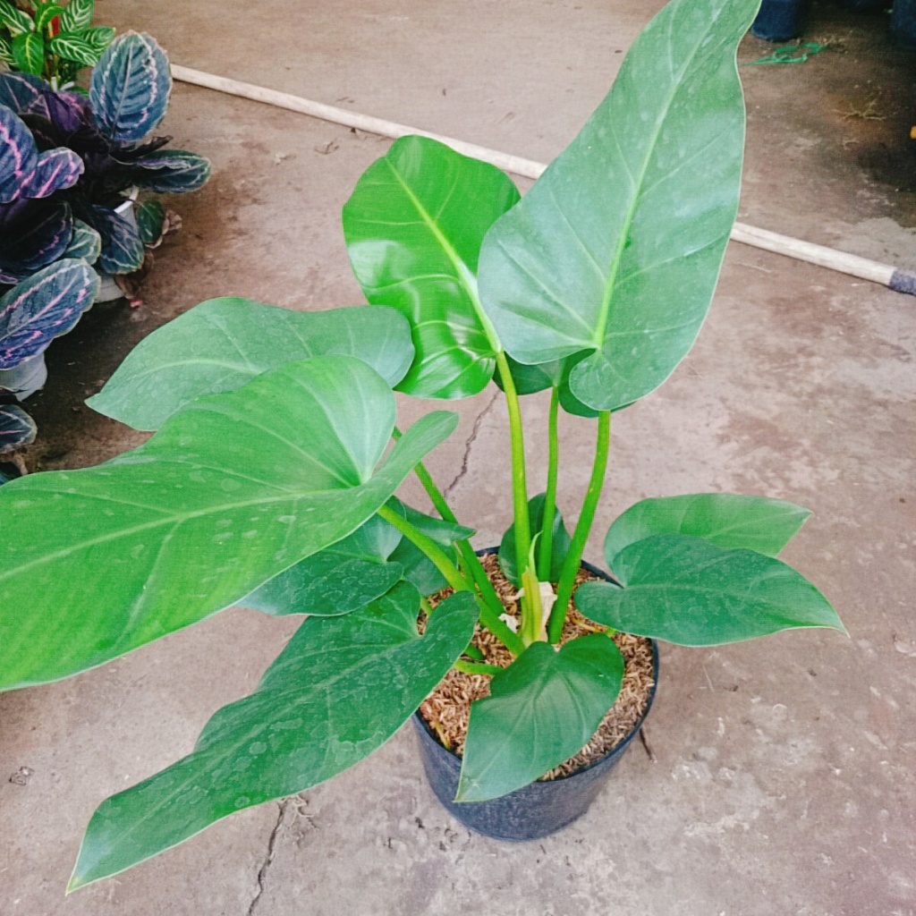 Cây Đại Hoàng Phú - cây cảnh phong thủy trong nhà mang lại may mắn tài lộc