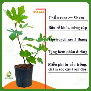 Cây Sung Mỹ Quả Đỏ THIỆN FARM 50cm, quả lớn thịt mềm nhiều mật ngọt sánh, sung mỹ Brown Turkey