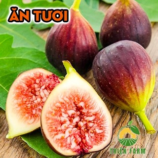 Cây Sung Mỹ Quả Đỏ THIỆN FARM 50cm, quả lớn thịt mềm nhiều mật ngọt sánh, sung mỹ Brown Turkey