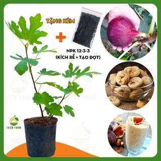 Cây Sung Mỹ Quả Đỏ THIỆN FARM 50cm, quả lớn thịt mềm nhiều mật ngọt sánh, sung mỹ Brown Turkey