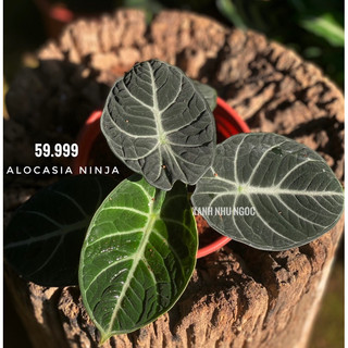 Chậu nhựa Alocasia Ninja tròn ủm siêu cưng - Decor bàn làm việc, nội thất xinh lắm - |Vườn Như Ngọc| - Đã bật hoả tốc
