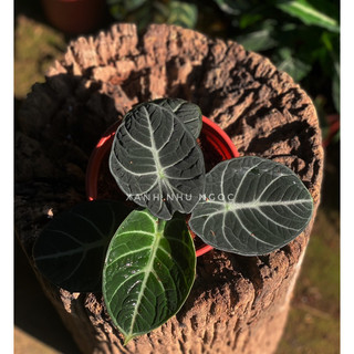 Chậu nhựa Alocasia Ninja tròn ủm siêu cưng - Decor bàn làm việc, nội thất xinh lắm - |Vườn Như Ngọc| - Đã bật hoả tốc