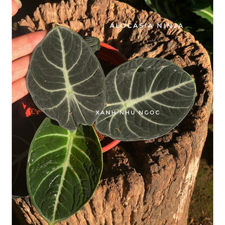 Chậu nhựa Alocasia Ninja tròn ủm siêu cưng - Decor bàn làm việc, nội thất xinh lắm - |Vườn Như Ngọc| - Đã bật hoả tốc