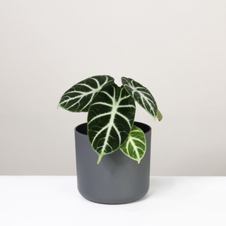 Chậu nhựa Alocasia Ninja tròn ủm siêu cưng - Decor bàn làm việc, nội thất xinh lắm - |Vườn Như Ngọc| - Đã bật hoả tốc