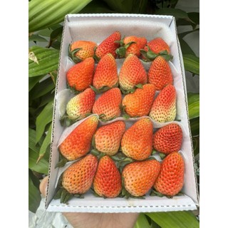 ( JENNY FRUIT ) Dâu tây giống nhật trồng ở mộc châu
