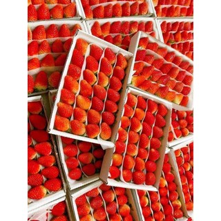 ( JENNY FRUIT ) Dâu tây giống nhật trồng ở mộc châu