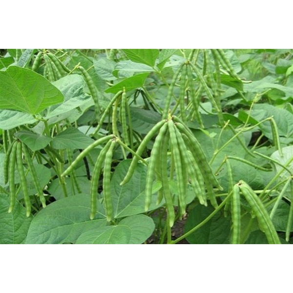 Đậu đen xanh lòng ,đỗ đen xanh lòng hữu cơ MS (1kg)