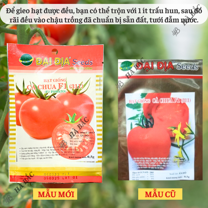 Hạt Giống Cà Chua F1 311  (0.5gr) ĐẠI ĐỊA, Hạt Giống Nảy Mầm Tốt, Năng Suất Cao, Trông Quanh Năm