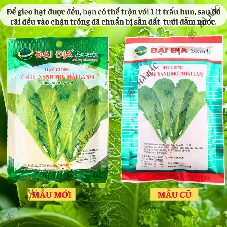 Cải bẹ xanh mỡ thái lan 01 GÓI 20GRAM/100GRAM - ĐẠI ĐỊA, Hạt Giống Nảy Mầm Tốt, Năng Suất Cao, Trông Quanh Năm