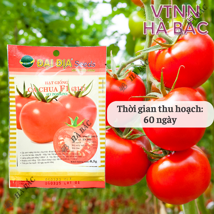Hạt Giống Cà Chua F1 311  (0.5gr) ĐẠI ĐỊA, Hạt Giống Nảy Mầm Tốt, Năng Suất Cao, Trông Quanh Năm