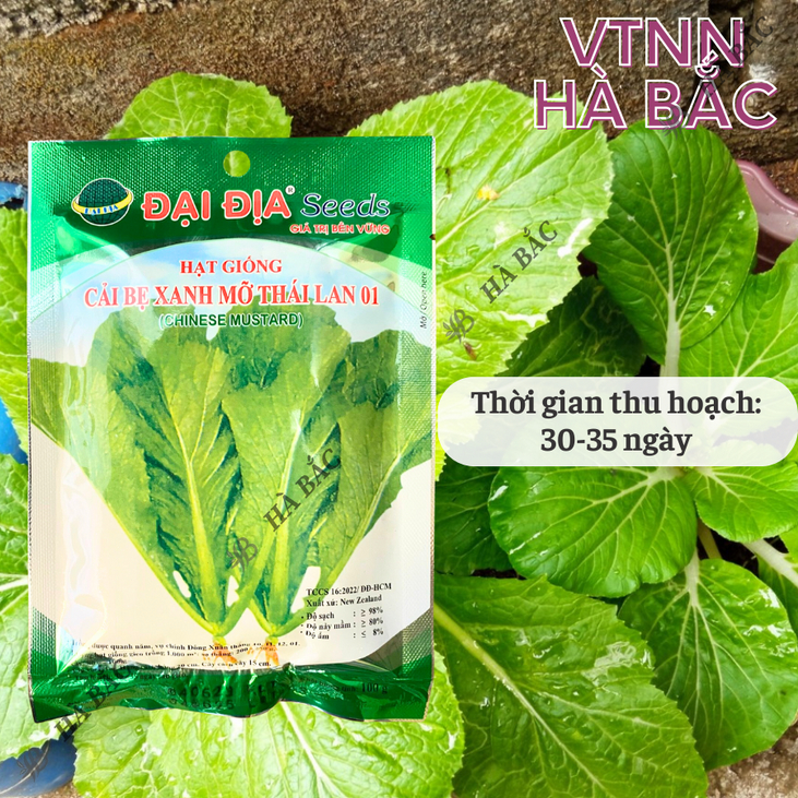 Cải bẹ xanh mỡ thái lan 01 GÓI 20GRAM/100GRAM - ĐẠI ĐỊA, Hạt Giống Nảy Mầm Tốt, Năng Suất Cao, Trông Quanh Năm