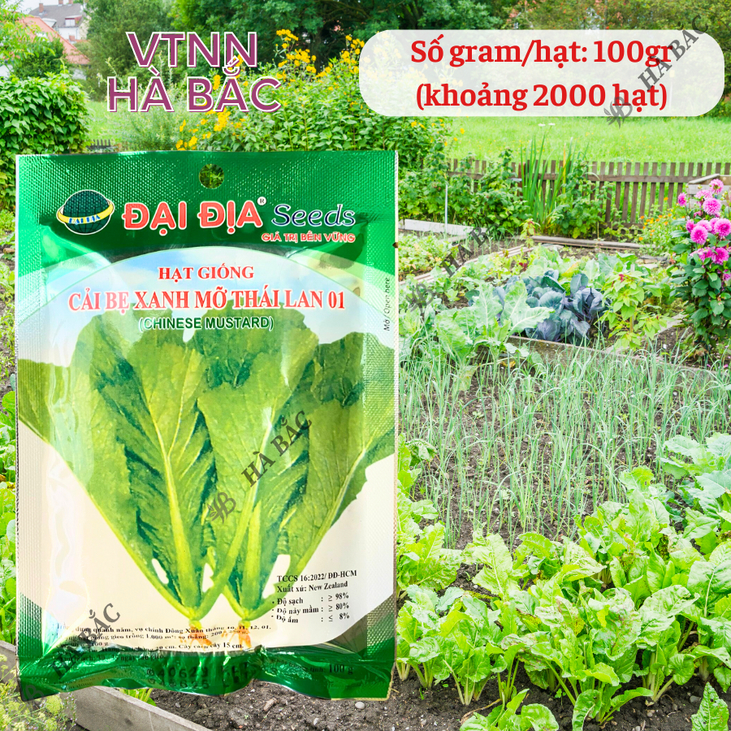 Cải bẹ xanh mỡ thái lan 01 GÓI 20GRAM/100GRAM - ĐẠI ĐỊA, Hạt Giống Nảy Mầm Tốt, Năng Suất Cao, Trông Quanh Năm