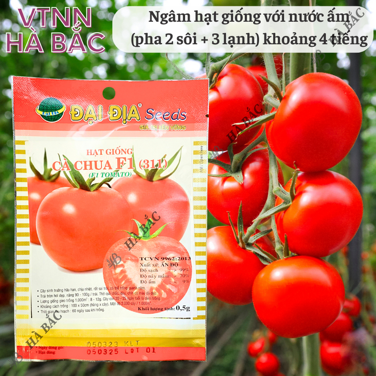 Hạt Giống Cà Chua F1 311  (0.5gr) ĐẠI ĐỊA, Hạt Giống Nảy Mầm Tốt, Năng Suất Cao, Trông Quanh Năm