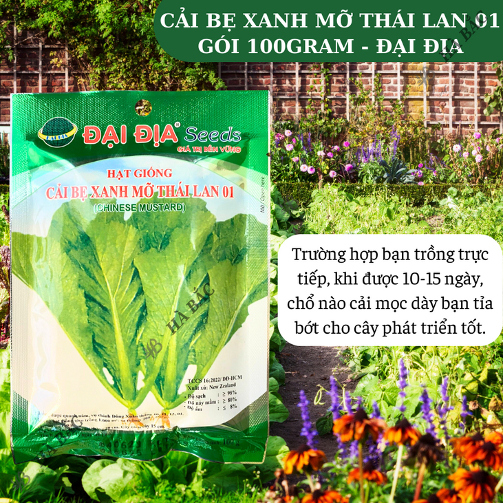 Cải bẹ xanh mỡ thái lan 01 GÓI 20GRAM/100GRAM - ĐẠI ĐỊA, Hạt Giống Nảy Mầm Tốt, Năng Suất Cao, Trông Quanh Năm