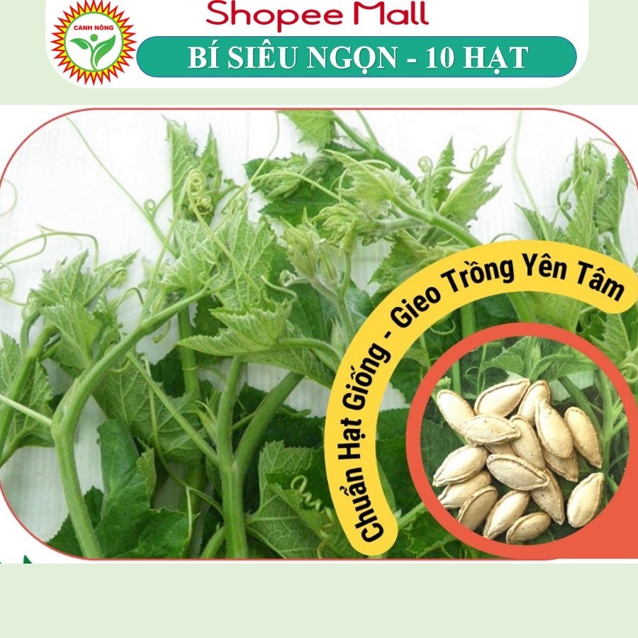 Hạt giống Bí Siêu Ngọn Rado 011 (2g~10 hạt) siêu đọt, giòn, ngọt, dễ chăm, trồng quanh năm - Hạt giống CANH NÔNG