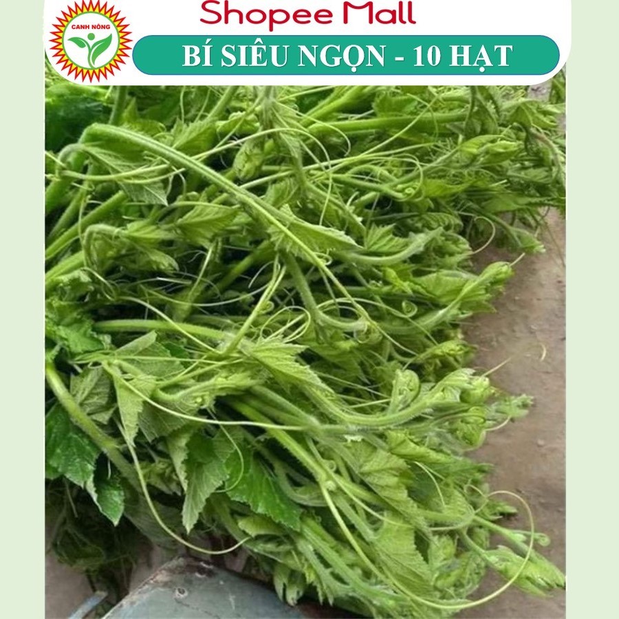 Hạt giống Bí Siêu Ngọn Rado 011 (2g~10 hạt) siêu đọt, giòn, ngọt, dễ chăm, trồng quanh năm - Hạt giống CANH NÔNG