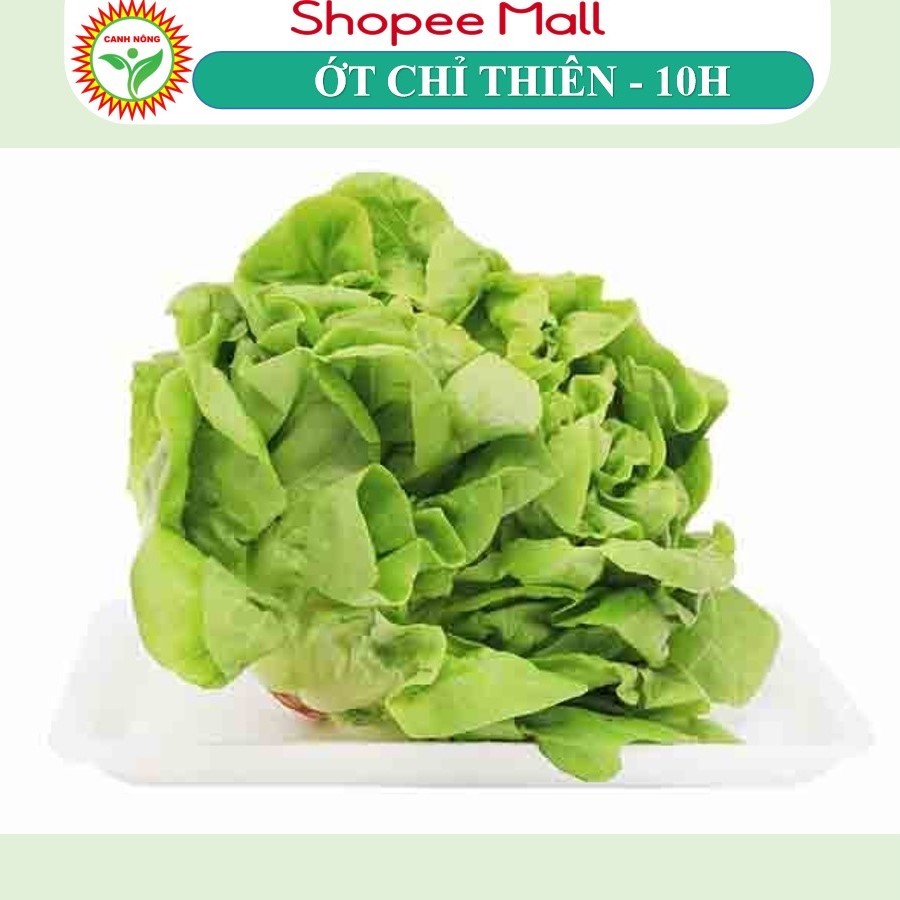 Hạt giống Xà Lách Búp - Xà Lách Mỡ (2g~2000 hạt) giống Xà Lách Đăm dễ trồng, nhanh thu hoạch - Hạt giống CANH NÔNG