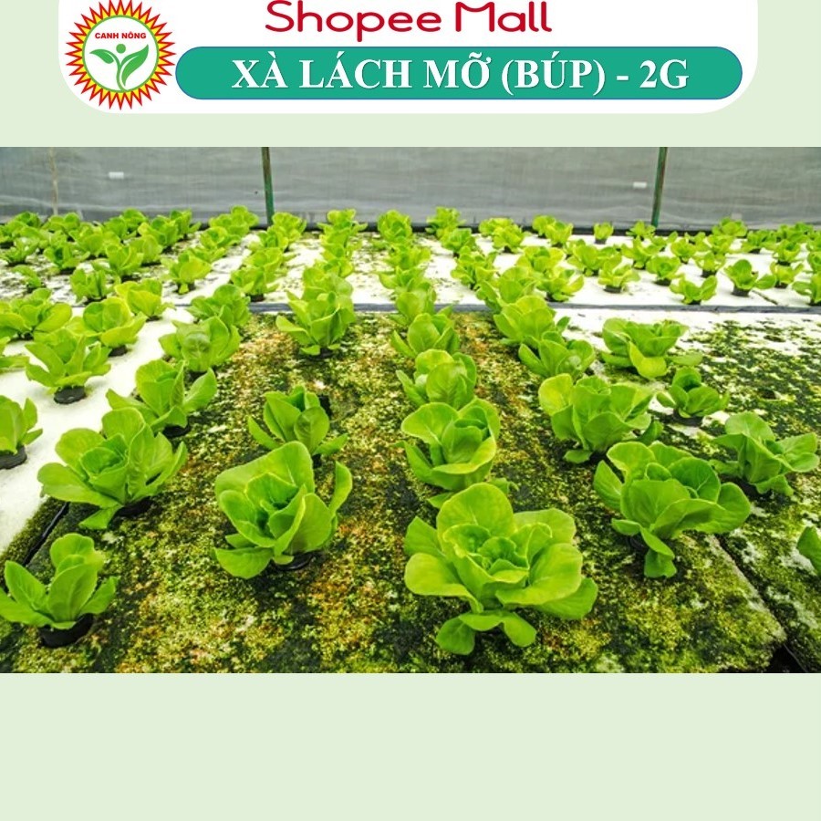 Hạt giống Xà Lách Búp - Xà Lách Mỡ (2g~2000 hạt) giống Xà Lách Đăm dễ trồng, nhanh thu hoạch - Hạt giống CANH NÔNG
