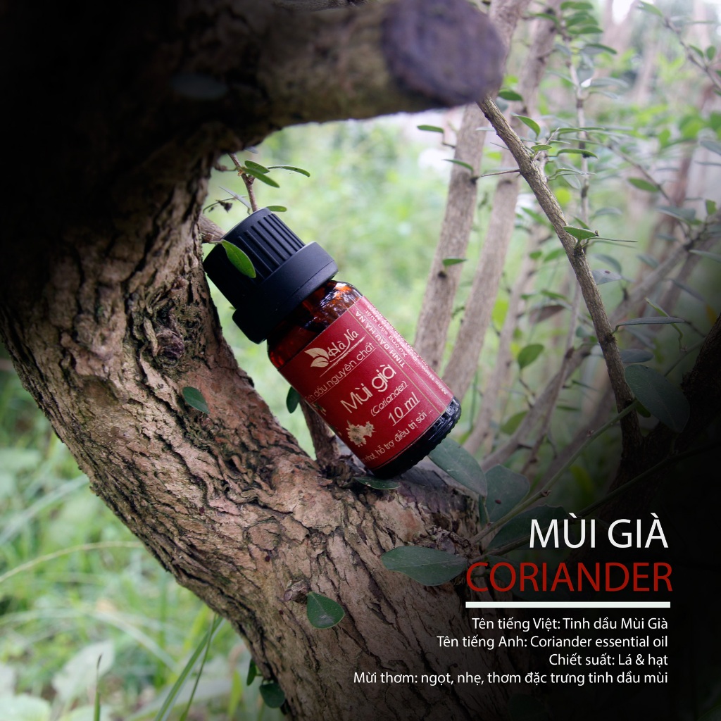 👉 Tinh Dầu Mùi Già Nguyên Chất – Xông Nhà, Khử Mùi, Thư Giãn, Giảm Stress, Dưỡng Da, Hỗ Trợ Giấc Ngủ