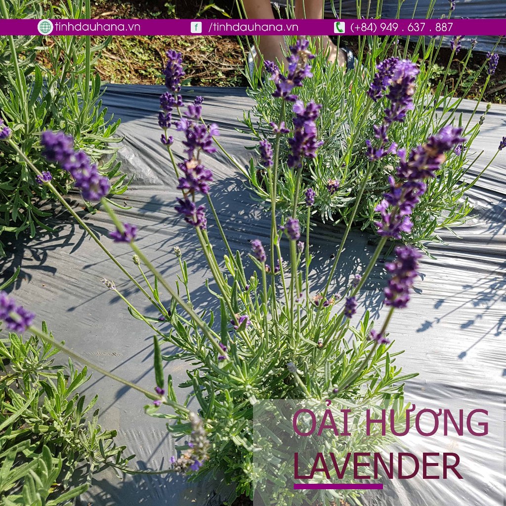 Tinh dầu oải hương Lavender 10ml – Hỗ trợ giấc ngủ, giảm căng thẳng, tạo không gian thư thái