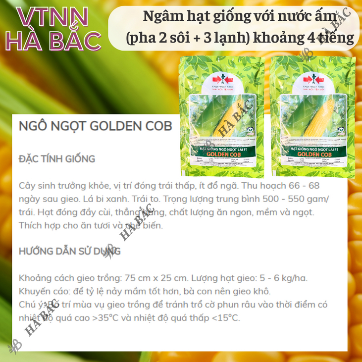 Hạt Giống Ngô Ngọt Lai F1  Golden Cob  Hai Mũi Tên (50gram), Hạt Giống Nảy Mầm Tốt, Năng Suất Cao, Trông Quanh Năm