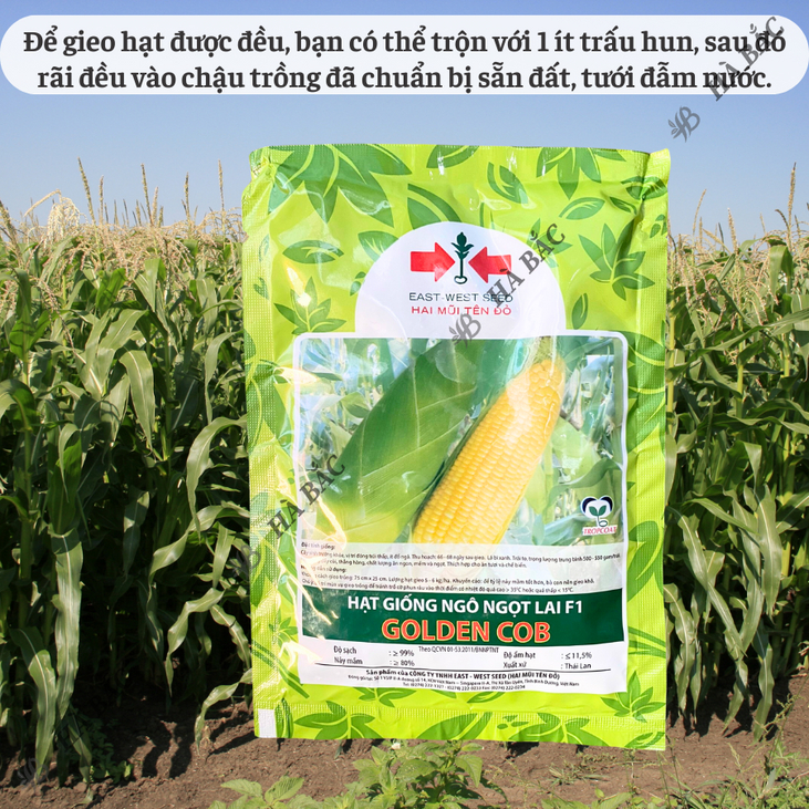Hạt Giống Ngô Ngọt Lai F1  Golden Cob  Hai Mũi Tên (50gram), Hạt Giống Nảy Mầm Tốt, Năng Suất Cao, Trông Quanh Năm