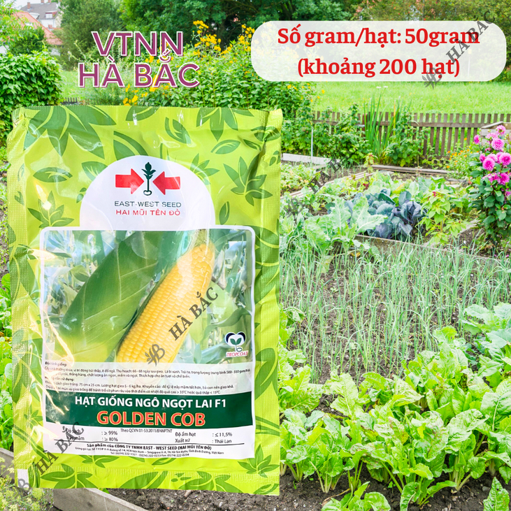 Hạt Giống Ngô Ngọt Lai F1  Golden Cob  Hai Mũi Tên (50gram), Hạt Giống Nảy Mầm Tốt, Năng Suất Cao, Trông Quanh Năm