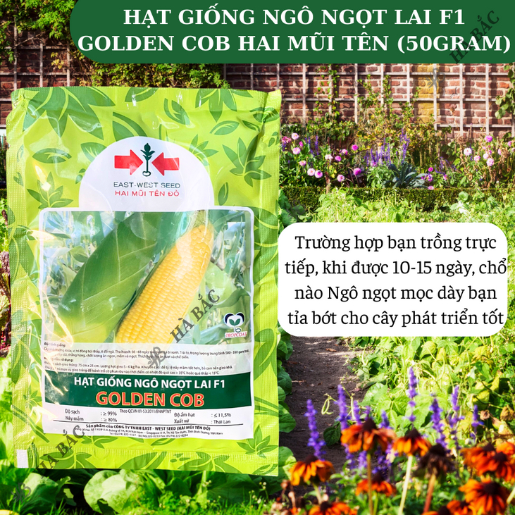 Hạt Giống Ngô Ngọt Lai F1  Golden Cob  Hai Mũi Tên (50gram), Hạt Giống Nảy Mầm Tốt, Năng Suất Cao, Trông Quanh Năm