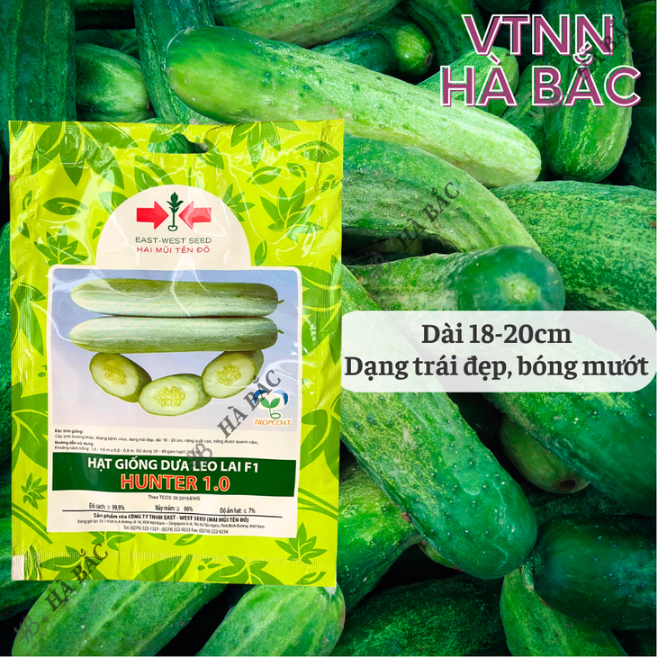 Dưa Leo F1 Hunter 1.0  Hai Mũi Tên (20 hạt/10gram), Hạt Giống Nảy Mầm Tốt, Năng Suất Cao, Trông Quanh Năm