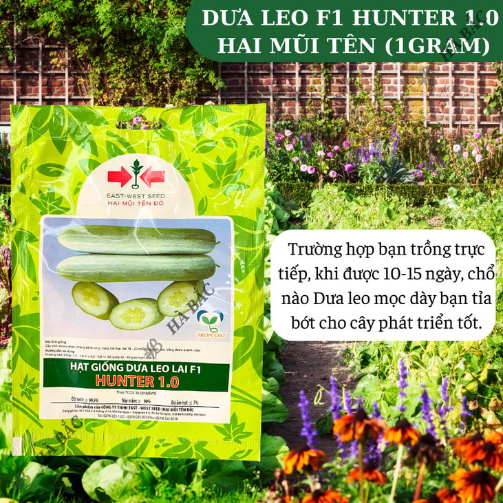 Dưa Leo F1 Hunter 1.0  Hai Mũi Tên (20 hạt/10gram), Hạt Giống Nảy Mầm Tốt, Năng Suất Cao, Trông Quanh Năm