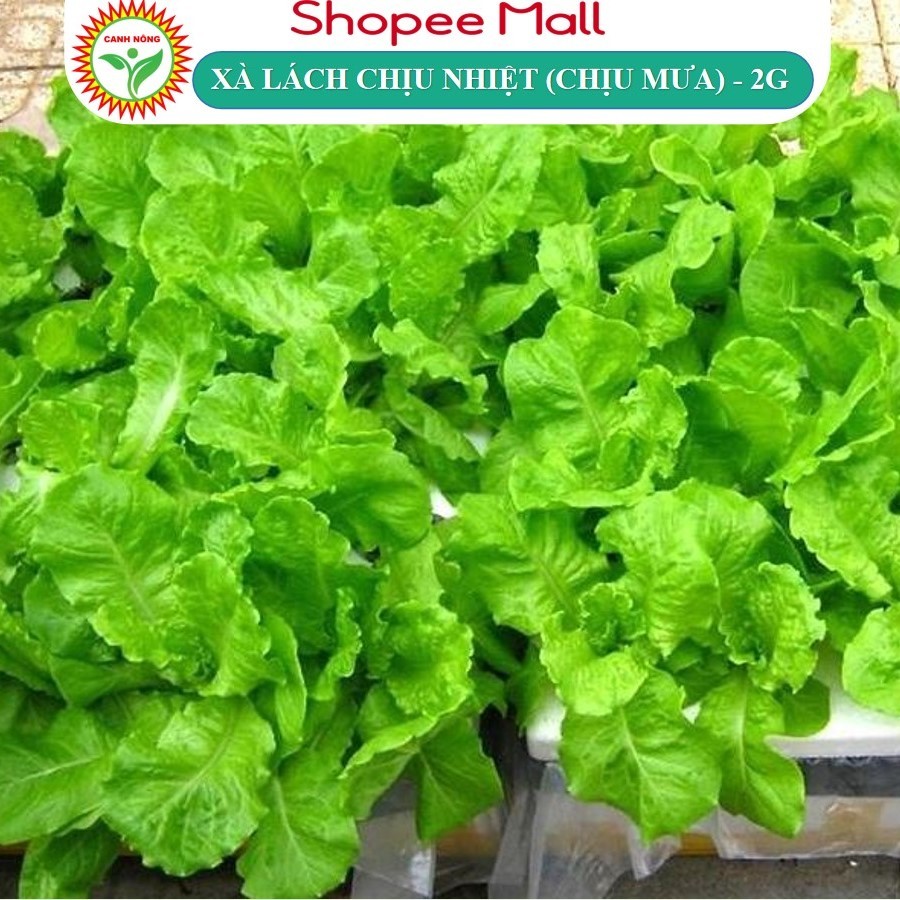 Hạt giống Xà Lách Chịu Nhiệt, Chịu Mưa (2g~1100 hạt) chịu nhiệt, dễ chăm sóc, trồng quanh năm - Hạt giống CANH NÔNG