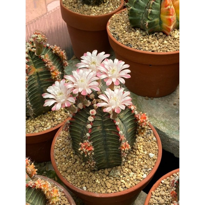 Cây Xương Rồng Var ( lem, Miha ) | Shopee Việt Nam