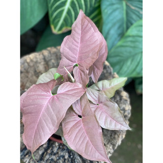 Chậu nhựa Trầu Hồng - Syngonium Pink - Decor bàn làm việc siêu xinh, nội thất - |Vườn Như Ngọc| - ĐÃ BẬT HOẢ TỐC