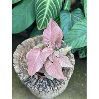 Chậu nhựa Trầu Hồng - Syngonium Pink - Decor bàn làm việc siêu xinh, nội thất - |Vườn Như Ngọc| - ĐÃ BẬT HOẢ TỐC