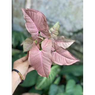 Chậu nhựa Trầu Hồng - Syngonium Pink - Decor bàn làm việc siêu xinh, nội thất - |Vườn Như Ngọc| - ĐÃ BẬT HOẢ TỐC