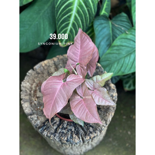 Chậu nhựa Trầu Hồng - Syngonium Pink - Decor bàn làm việc siêu xinh, nội thất - |Vườn Như Ngọc| - ĐÃ BẬT HOẢ TỐC