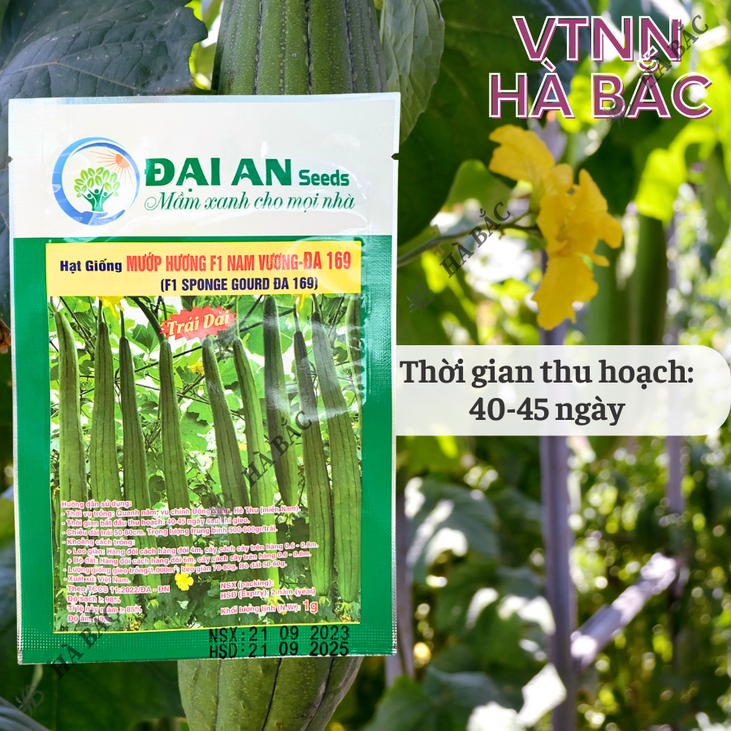 Mướp Hương F1 Nam Vương Đa 169 Đại An - 1gram, Hạt Giống Nảy Mầm Tốt, Năng Suất Cao, Trông Quanh Năm