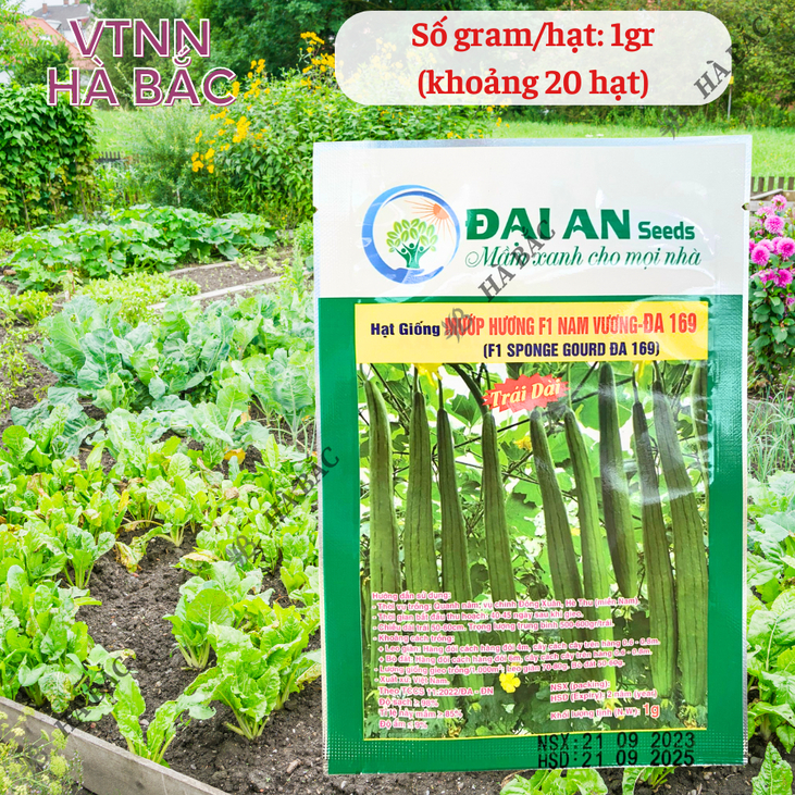 Mướp Hương F1 Nam Vương Đa 169 Đại An - 1gram, Hạt Giống Nảy Mầm Tốt, Năng Suất Cao, Trông Quanh Năm