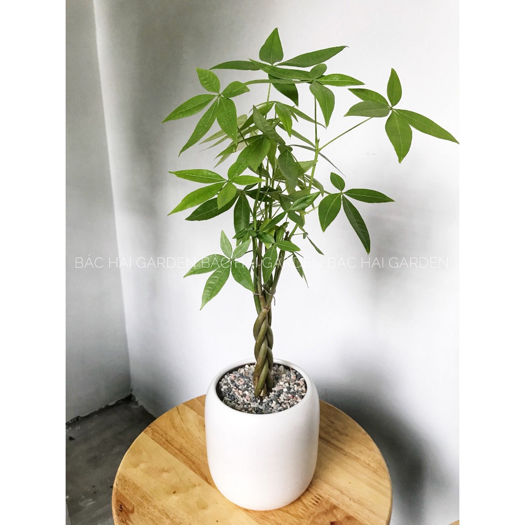 Cây kim ngân bính để bàn chậu men sứ trắng- Cây xanh trang trí văn phòng, nhà ở đẹp