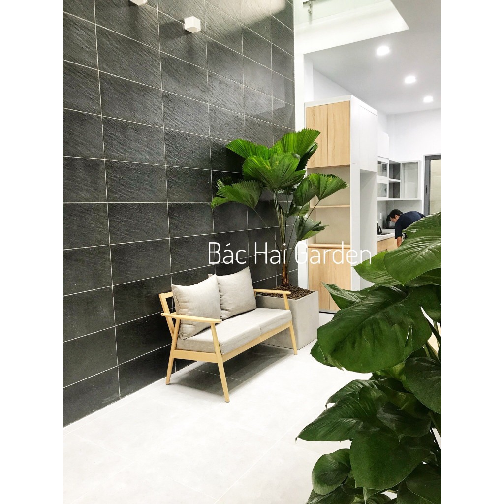 Chậu cọ nhật size đại 1m8 - 2m kèm chậu- Cây xanh trang trí văn phòng, nhà phố- Cây decor đẹp