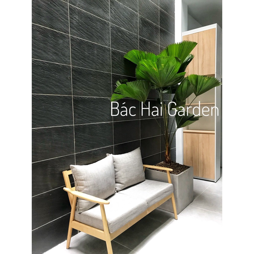 Chậu cọ nhật size đại 1m8 - 2m kèm chậu- Cây xanh trang trí văn phòng, nhà phố- Cây decor đẹp