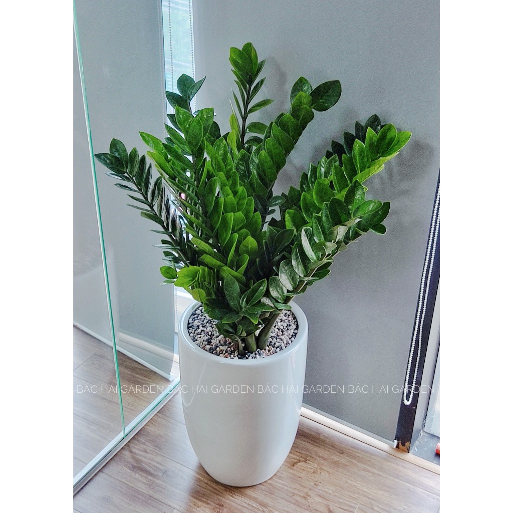 Chậu cây kim t.iền trang trí nội ngoại thất cao cấp Bác Hai Garden- Cây văn phòng đẹp có sẵn tại Sài Gòn