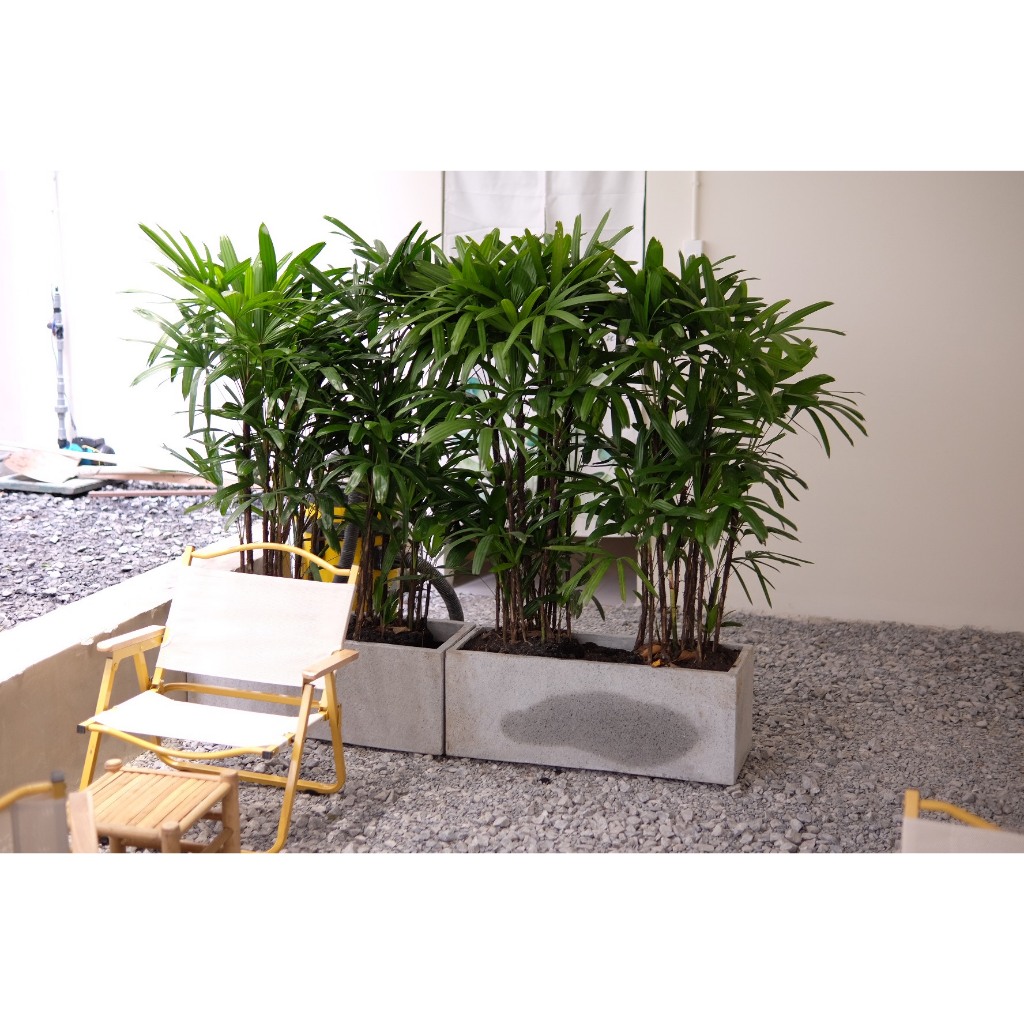 Chậu cây Trúc mật cật- Cây trúc mây chậu xi măng dài decor nội ngoại thất đẹp- Cây chịu nắng ban công
