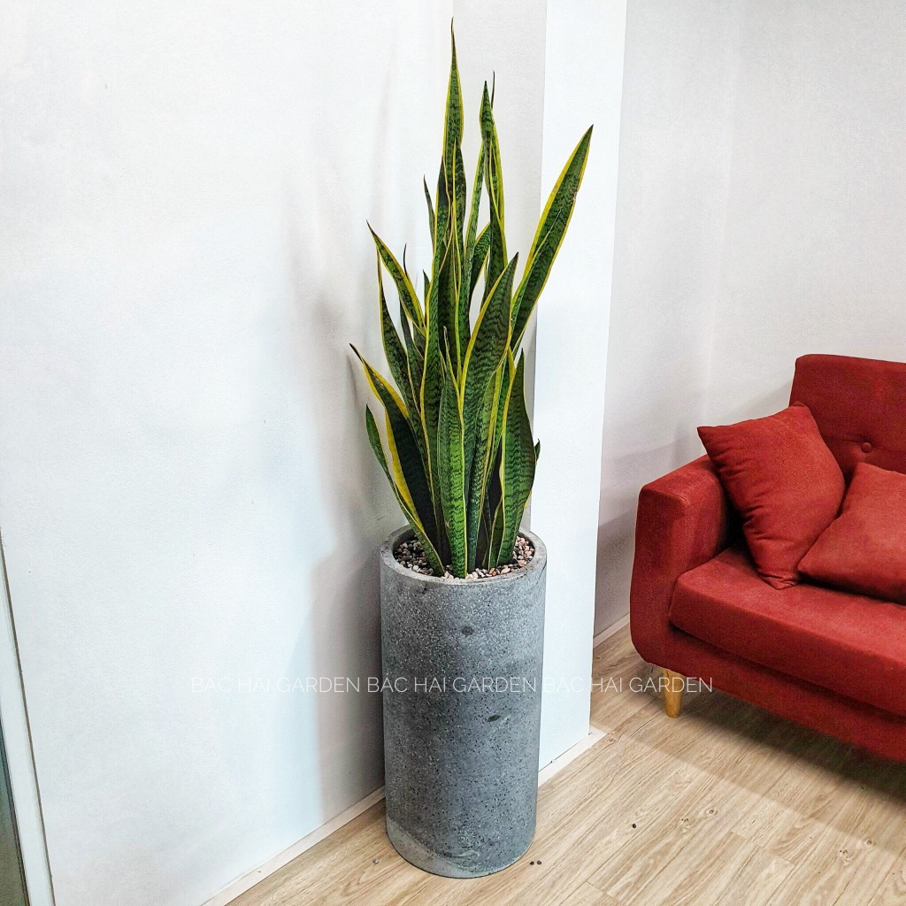 Chậu cây lưỡi hổ kèm chậu xi măng cao cấp- Cây nội ngoại thất