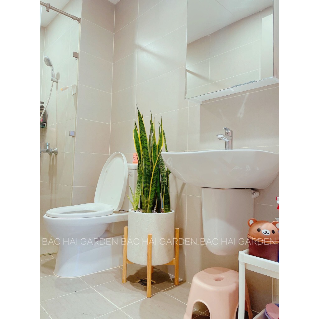 Chậu cây lưỡi hổ kèm chậu xi măng cao cấp- Cây nội ngoại thất