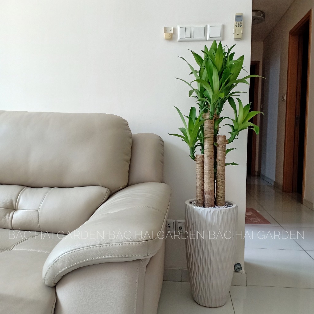 Chậu cây Thiết mộc lan- Phát tài bộ 5 kèm chậu- Cây trong nhà phong thủy- Cây xanh văn phòng