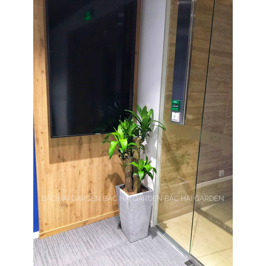 Chậu cây Thiết mộc lan- Phát tài bộ 5 kèm chậu- Cây trong nhà phong thủy- Cây xanh văn phòng