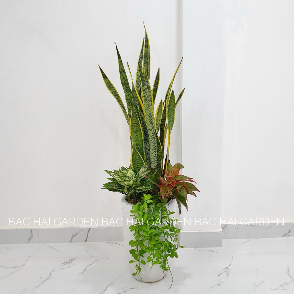 Chậu cây lưỡi hổ mix lan tin, trầu bà, phú quý kèm chậu men sứ trắng cao cấp- Cây xanh văn phòng, cây nội thất