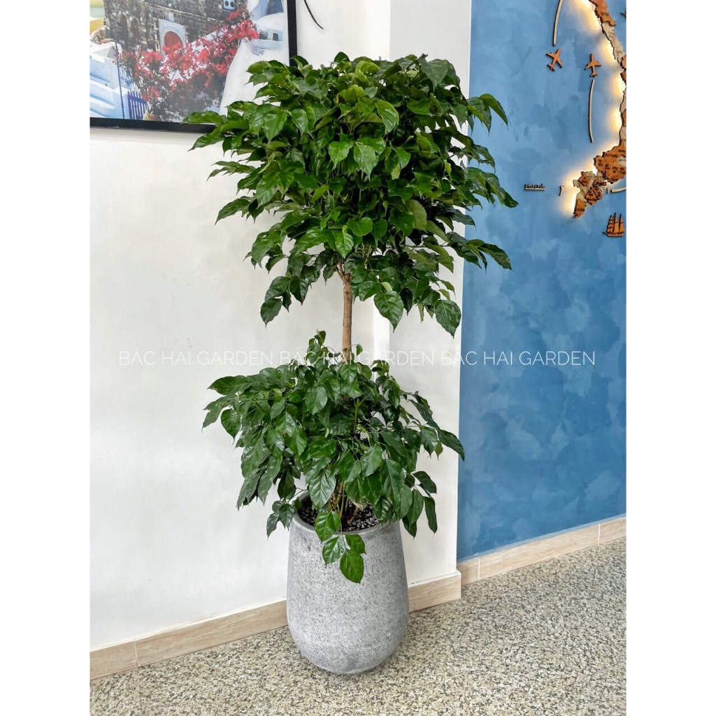 Chậu Hạnh phúc 2 tầng kèm chậu xi măng- Cây nội ngoại thất cao cấp, cây xanh văn phòng, cây trong nhà đep